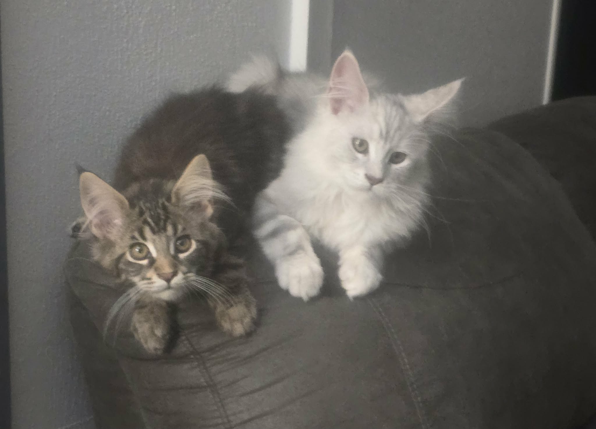 Bohdi & Lena Previous Litter photo 4